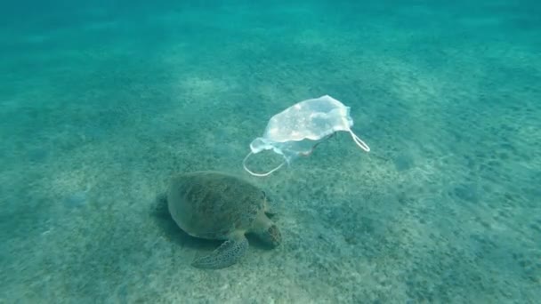 医疗面罩一个医疗面罩在海里飘浮 一只大乌龟在后面游动 — 图库视频影像