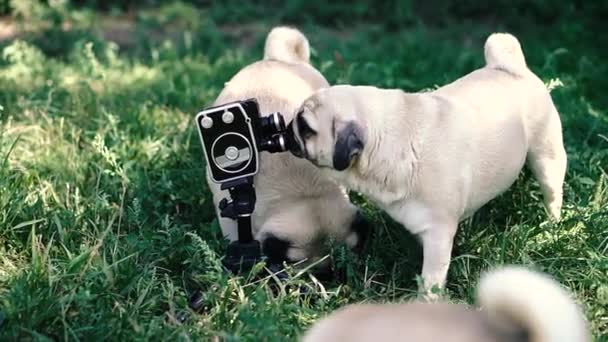 Retro Kamera Hunde Lecken Die Retro Kamera — Stockvideo