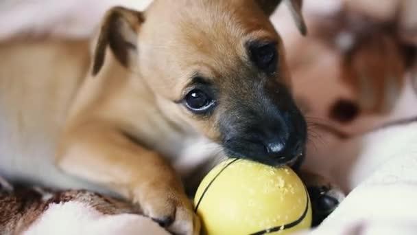 小狗在咬一个黄色的球 — 图库视频影像