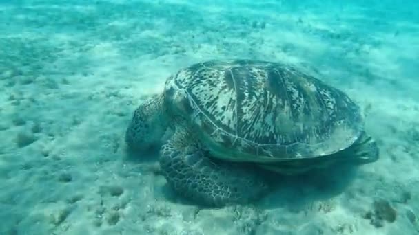 Sköldpadda Sköldpadda Havets Botten Äter Alger Röda Havet Egypten — Stockvideo