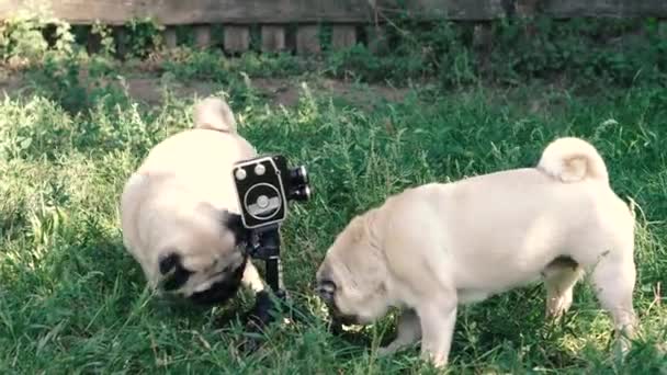 Retro Camera Dogs Lick Retro Camera — Stock Video