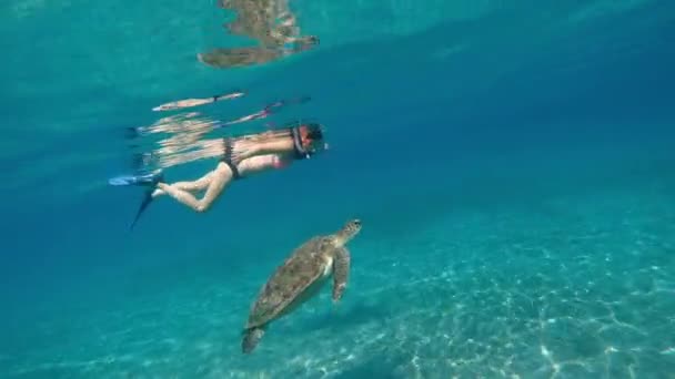 Havet Flicka Undervattensmask Simmar Havet Med Stor Sköldpadda Egypten Röda — Stockvideo