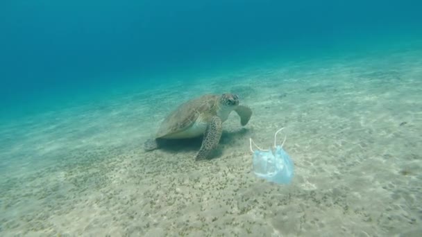 医疗面罩一个医疗面罩在海里飘浮 一只大乌龟在后面游动 — 图库视频影像