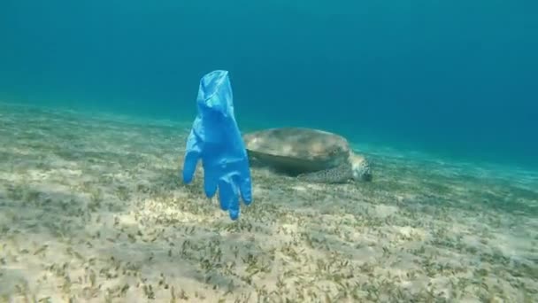 手套在海里游动 一只大乌龟在后面游动 — 图库视频影像