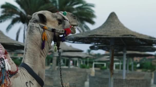 Kamel Porträtt Kamel Som Står Stranden Egypten — Stockvideo