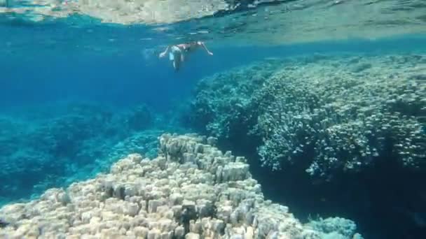 Deniz Sualtı Maskeli Şnorkel Takmış Bir Kadın Denizde Yüzüyor Mısır — Stok video