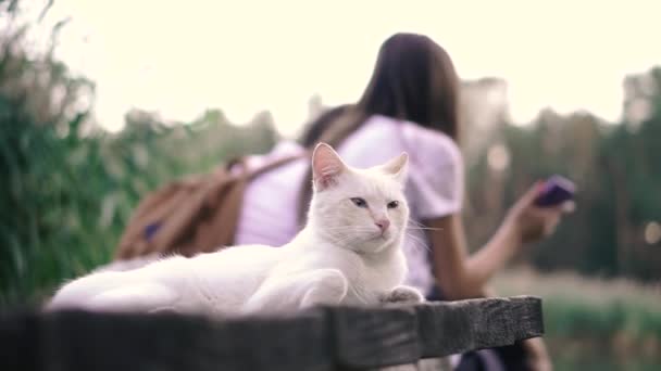 Kucing Putih Seekor Kucing Putih Terletak Dekat Pasangan Muda — Stok Video