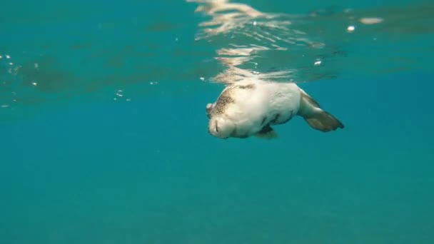 死鱼死鱼在海里游泳 — 图库视频影像