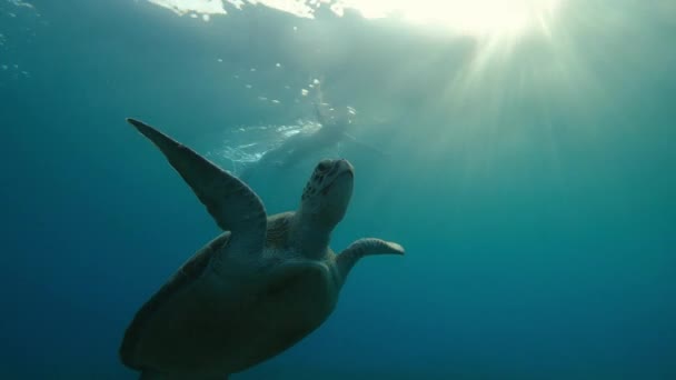 Meer Ein Mädchen Mit Unterwassermaske Schwimmt Mit Einer Großen Schildkröte — Stockvideo