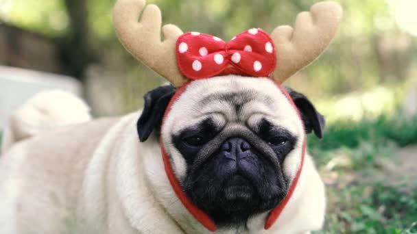 Pug Portrait Dog Headdress Form Deer Horns — Stock Video