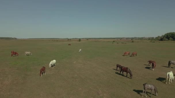 Hästar Hästar Betar Fältet Flygbild — Stockvideo