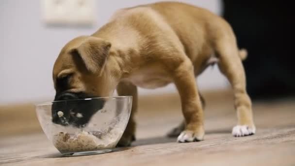 Puppy Pup Eet Pap Met Melk Uit Een Kom — Stockvideo