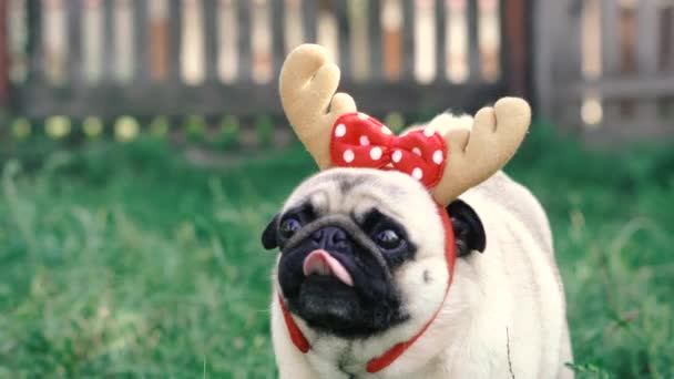 Mops Porträt Eines Hundes Mit Einer Kopfbedeckung Form Von Hirschhörnern — Stockvideo