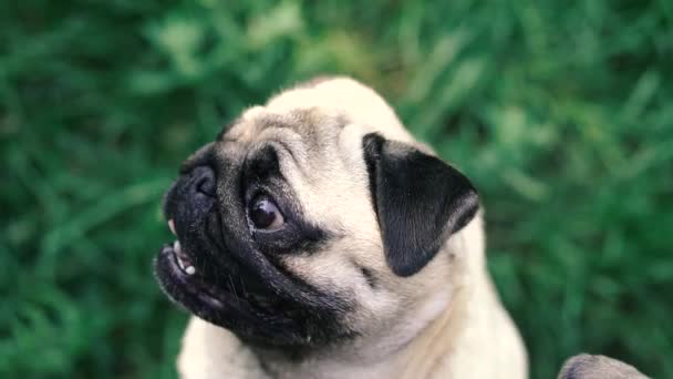 Carlino Pug Razza Cane Ritratto — Video Stock