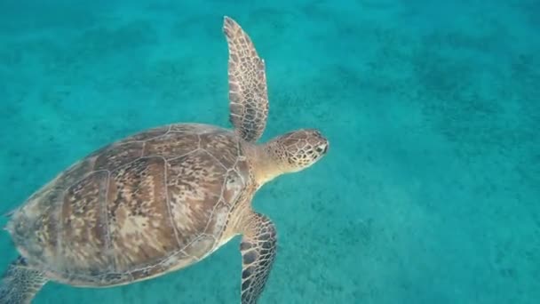 Turtle Mořská Želva Plave Moři Egypt Rudé Moře — Stock video