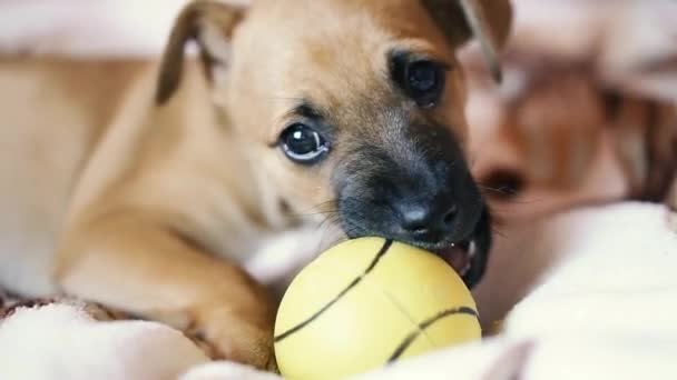 Puppy Pup Kauwt Een Gele Bal — Stockvideo