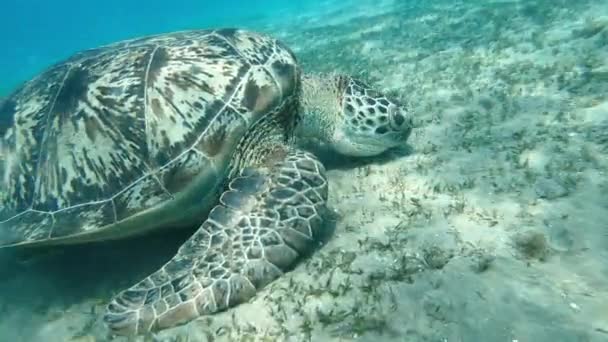 Schildpad Een Schildpad Zeebodem Eet Algen Rode Zee Egypte — Stockvideo