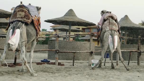 Chameau Les Chameaux Déféquent Dans Sac Spécial Égypte — Video