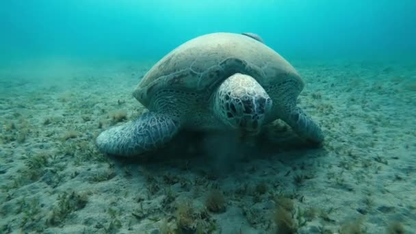 Schildkröte Eine Schildkröte Meeresgrund Frisst Algen Rotes Meer Ägypten — Stockvideo