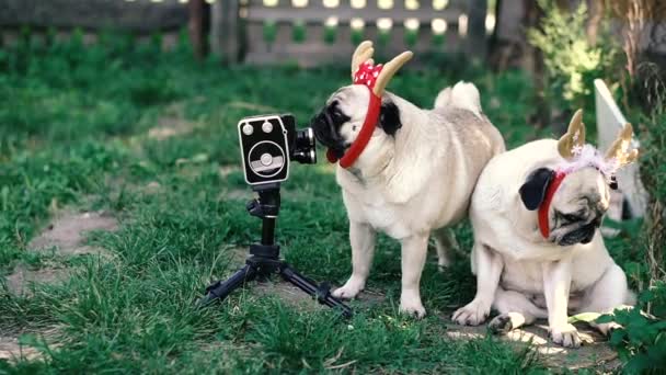 复古相机 一只头上有角的狗摆姿势要拍一部复古的电影摄影机 — 图库视频影像
