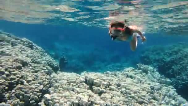 Havet Kvinna Undervattensmask Och Snorkel Simmar Havet Egypten Röda Havet — Stockvideo