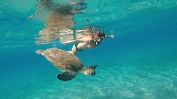 Havet Pige Undervandsmaske Svømmer Havet Med Stor Skildpadde Egypten Det – Stock-video