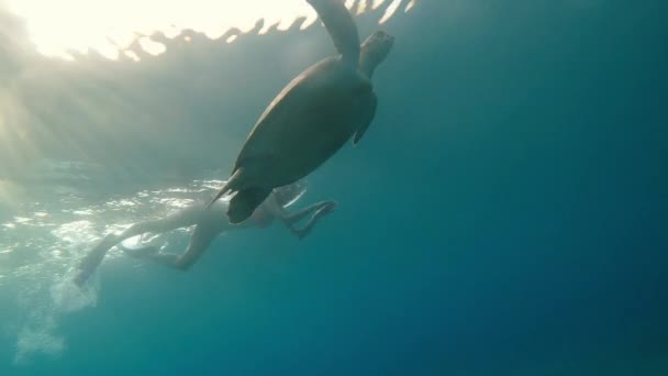 Morze Dziewczyna Podwodnej Masce Pływa Morzu Dużym Żółwiem Egipt Morze — Wideo stockowe