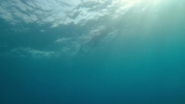 Meer Eine Frau Mit Unterwassermaske Und Schnorchel Schwimmt Meer Ägypten — Stockvideo