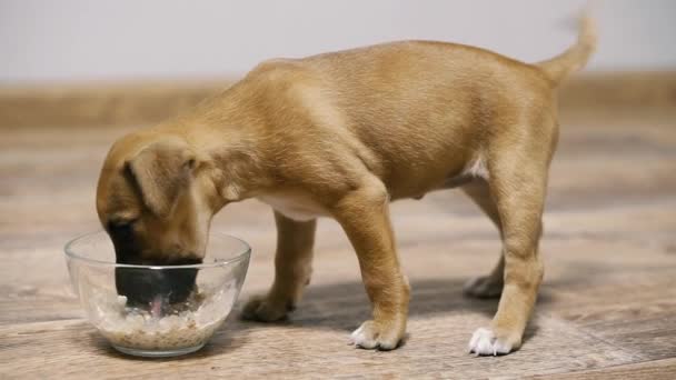 Puppy porridge hot sale