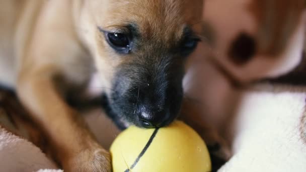 Anak Anjing Anak Anjing Itu Mengunyah Bola Kuning — Stok Video