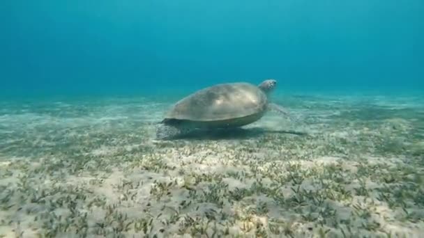 Tartaruga Una Tartaruga Fondo Mare Mangia Alghe Mare Rosso Egitto — Video Stock