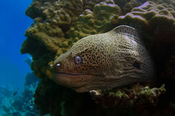 Wielki Moray Węgorz Obserwuje Nurków Przechodzących Obok — Zdjęcie stockowe