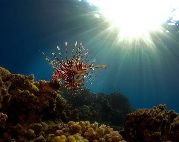 산호초 근처에서 식하는 사나운 불고기 — 스톡 사진