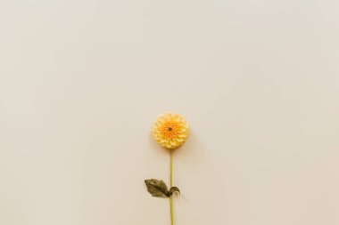 Bej renkli pastel arka planda turuncu çiçekli yıldız çiçeği. Minimum çiçek bileşimi. Düz konum, üst görünüm, kopyalama alanı. Yaz, sonbahar konsepti.