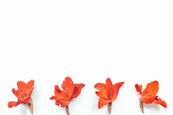 白地に赤い花を咲かせます 花の構成 フラットレイアウト トップビュー コピースペース 夏秋のコンセプト — ストック写真