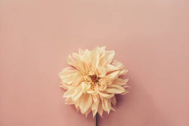 Pembe arka planda Çiçekli Yıldız Çiçeği Kafe au lait. Minimum çiçek bileşimi. Düz konum, üst görünüm, kopyalama alanı. Yaz, sonbahar konsepti.