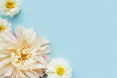 Mavi arka planda beyaz çiçekli yıldız çiçeği. Çiçek kompozisyonu. Düz konum, üst görünüm, kopyalama alanı. Yaz, sonbahar konsepti.