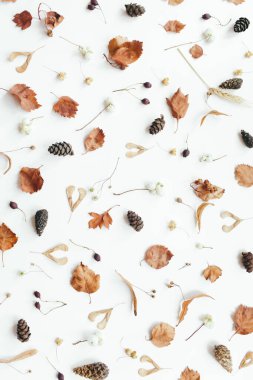 Beyaz arka planda sonbahar yaprakları. Sonbahar, sonbahar konsepti. Düz konum, üst görünüm, kopyalama alanı