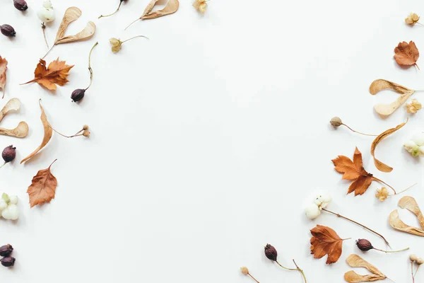 Autumn leaves on white background. Autumn, fall concept. Flat lay, top view, copy space