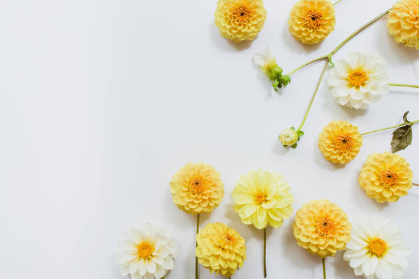 Yellow, white flowers dahlias on white background. Flowers composition. Flat lay, top view, copy space. Summer, autumn concept.