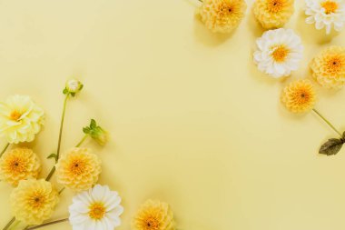 Turuncu, beyaz, sarı pastel arka planda çiçekli yıldız çiçekleri. Çiçek kompozisyonu. Düz konum, üst görünüm, kopyalama alanı. Yaz, sonbahar konsepti.