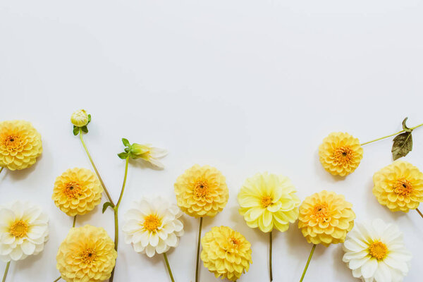 Yellow, white flowers dahlias on white background. Flowers composition. Flat lay, top view, copy space. Summer, autumn concept.