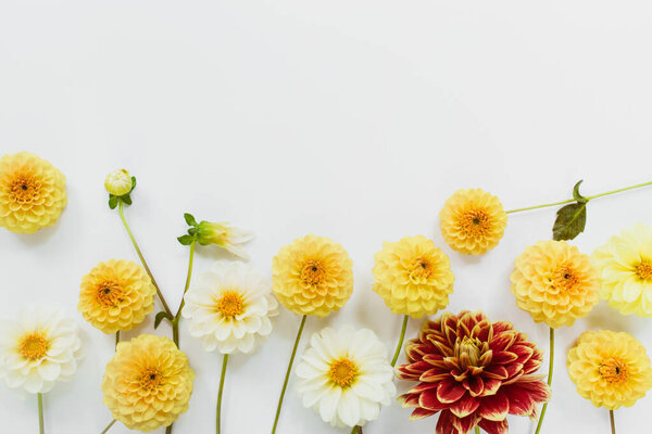 Yellow, white, red flowers dahlias on white background. Flowers composition. Flat lay, top view, copy space. Summer, autumn concept.