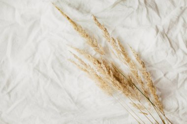 Gri keten yatakta bej sazlıklar pampalar var. Tarafsız renklerle güzel bir desen. Asgari, şık, moda konsepti. Düz yatış, üst görünüm. 