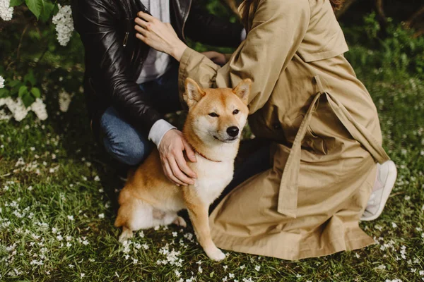 Ett Par Förälskade Rastar Med Hund Trevligt Att Träffas Shiba — Stockfoto