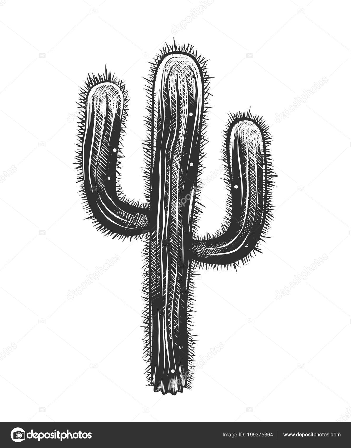 Imagens vetoriais Xilogravura cactus