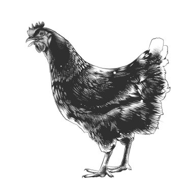 Posterler, süsleme ve baskı için oyulmuş stil illüstrasyon vektör. Tavuk beyaz arka plan üzerinde izole tek renkli el çizilmiş kroki. Vintage gravür tarzı çizim ayrıntılı.