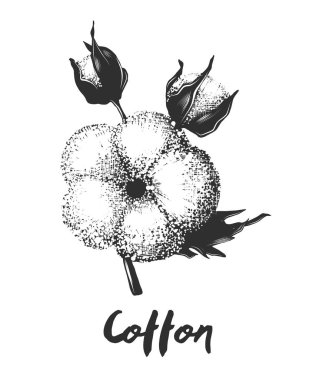 Posterler, süsleme ve baskı için oyulmuş stil illüstrasyon vektör. El pamuk çiçek beyaz arka plan üzerinde izole tek renkli çizilmiş kroki. Vintage gravür tarzı çizim ayrıntılı.