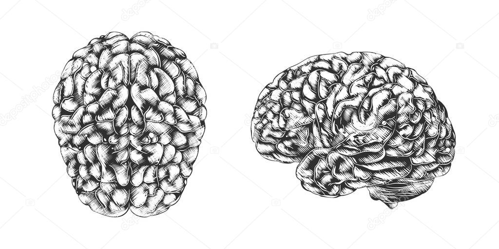 Vector engraved style illustration for posters, decoration and print. Hand drawn sketch of human brain in monochrome isolated on white background. Detailed vintage woodcut style drawing. Brain