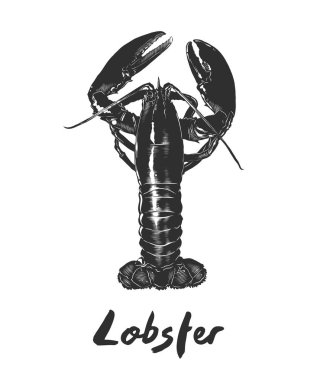 Posterler, süsleme ve baskı için oyulmuş stil illüstrasyon vektör. El çizilmiş kroki üzerinde beyaz arka plan izole tek renkli ıstakoz. Vintage gravür tarzı çizim ayrıntılı.